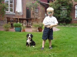 Berner Sennenwelpe