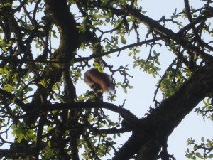 Eichhörnchen