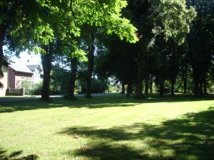 Linden Kastanien