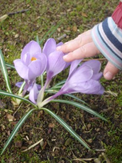 Krokusse Frühling