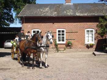 Kutsche Pferd